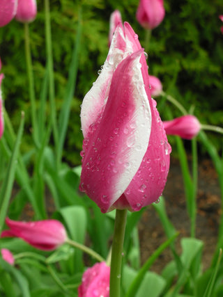 Tulip - Claudia - Lily Flowering