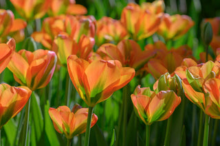 Tulip - Orange Marmelade