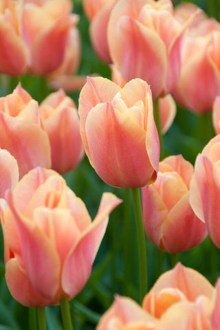 Tulip - Stunning Apricot - Single Late