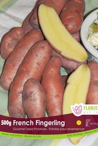 French fingerling potatoes with a sliced one showing the yellow interior, on a green surface with a white bowl of salad in the background.