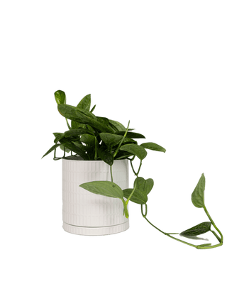 Virago Porcelain Pot and Saucer - White A, 3.5 in