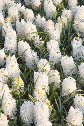 Hyacinth - White Pearl (PRE-ORDER)
