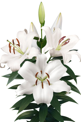 PRE-ORDER Lily | Zambesi Oriental White 24+ (1 Bulb)