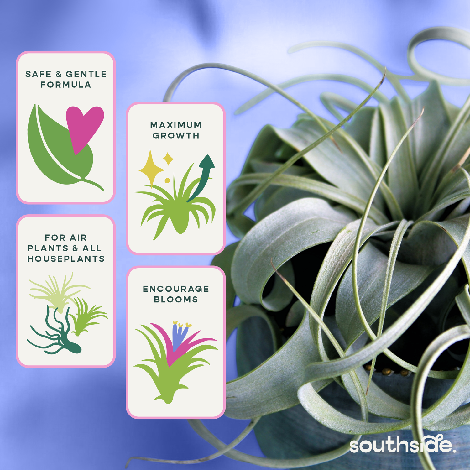 buy air plants canada Air Plant Fertilizer