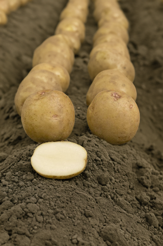Seed Potatoes "ATLANTIC" (White) 10lb Bag