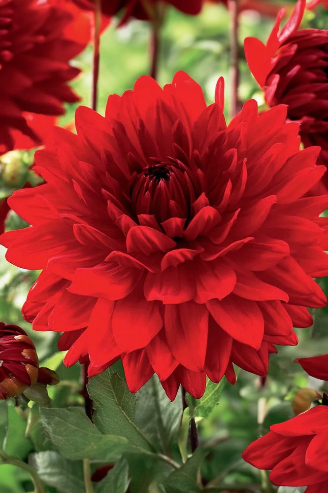 Dahlia Dinnerplate Babylon Red PREORDER The Seed Company by E.W