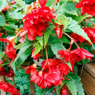 PRE-ORDER Begonia | Scarlet