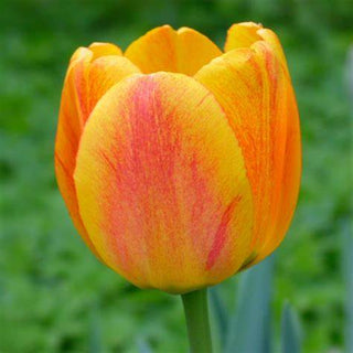 Tulip - Blushing Apeldoorn (Darwin Hybrid)