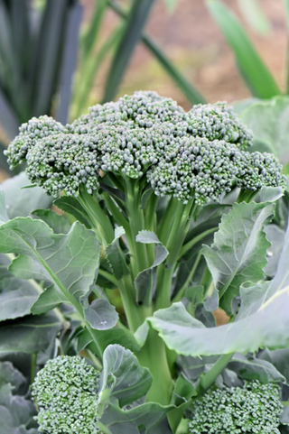 Broccoli | Green Sprouting ORGANIC