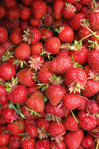 Strawberry | Cabot | 25pk