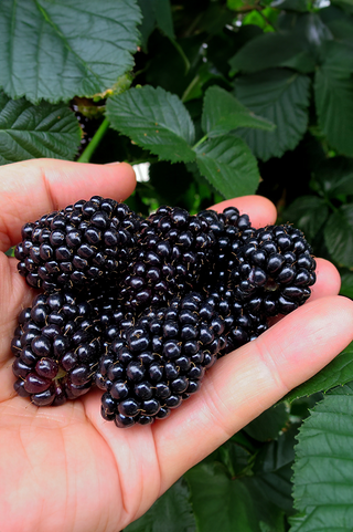 Blackberry Live Plant | Chester Thornless