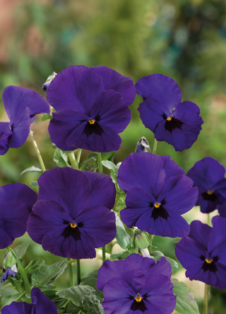 Pansy | Aalsmeer Giant Blue