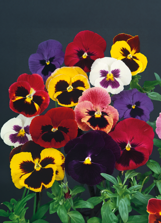 Pansy | Westland Giant Mixed