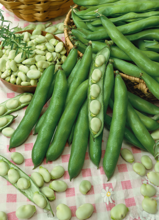 Fava Bean | Broad Windsor (Bush)