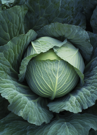 Cabbage | Bronco (Mid)