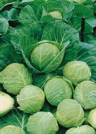 Cabbage | Golden Acre (Early)