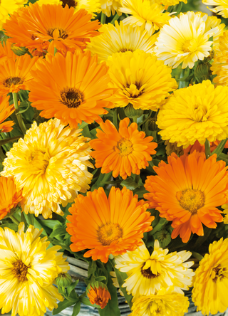 Calendula, mélange de beauté du Pacifique