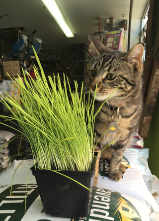 Catgrass | Wheatgrass