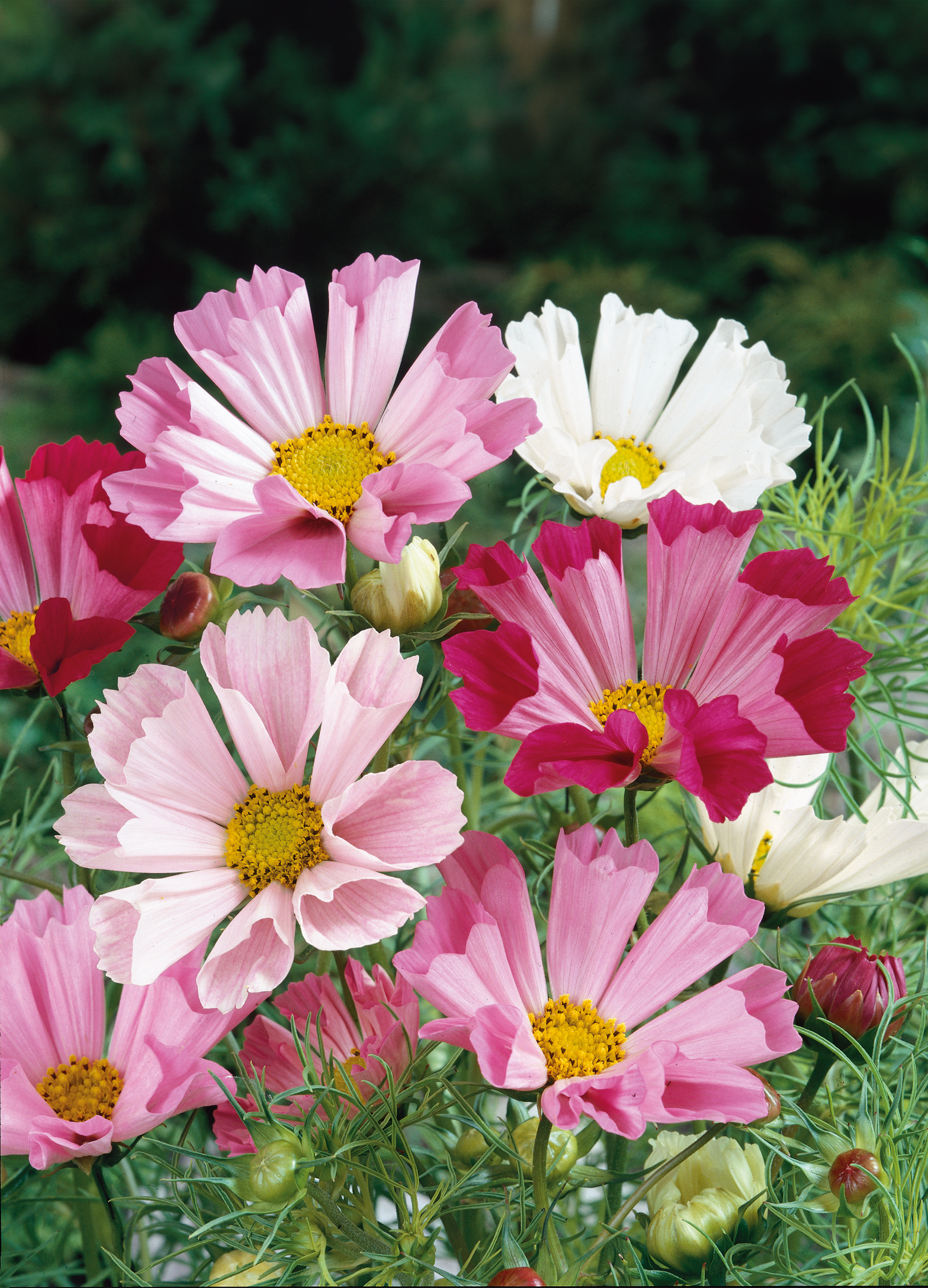 Cosmos Seashells Flower Seeds - Rare Tubular Blooms, AAS Winner, Non-GMO (200 Seeds)