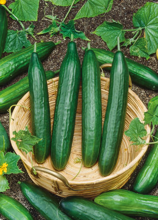 Cucumber | Marketer Long