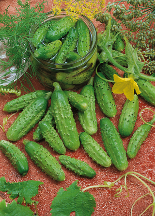 Cucumber | National Pickling