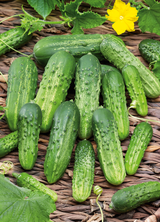 Cucumber | Pioneer Pickling
