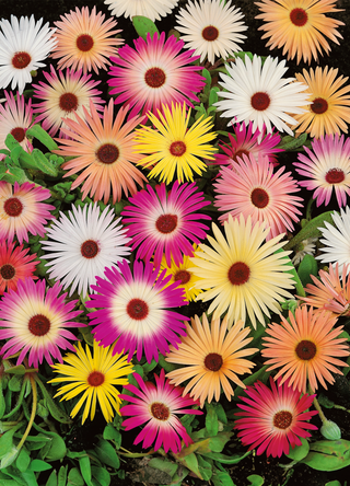 Daisy | Livingston Mixed Colours (Ice Plant)