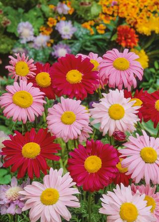 Daisy | Painted Pyrethrum Robinson's Giant Mix