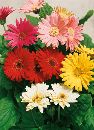 Gerbera Daisy - All You Need To Know