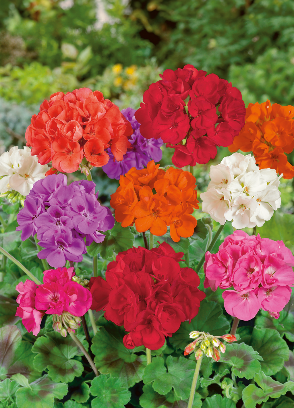Geranium | Florist Mix – The Seed Company by E.W. Gaze