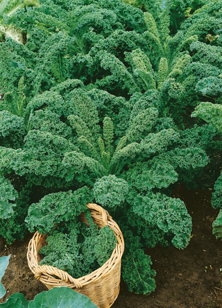 Kale | Siberian (Dwarf)
