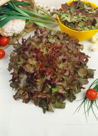 Lettuce | Ruby Salad Bowl