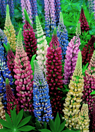Lupine | Mixed Colours