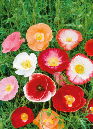 Coquelicot, Shirley Double Mix