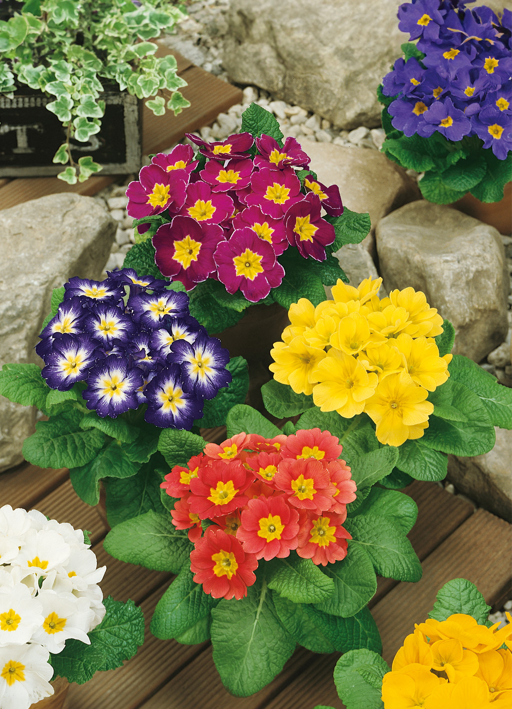 Primrose | Primula Mixed Colours – The Seed Company by E.W. Gaze