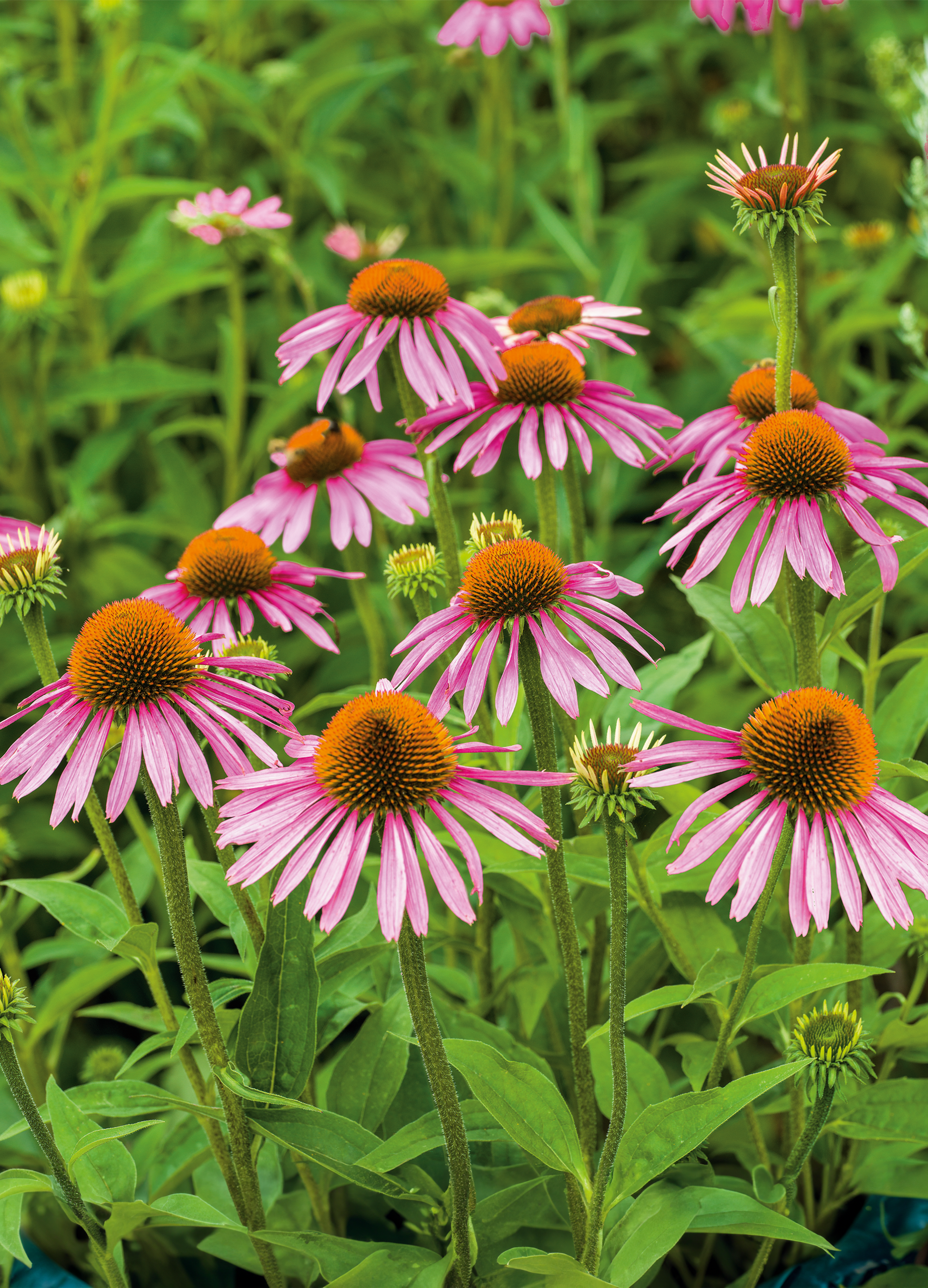 Purple Coneflower Echinacea Purpurea The Seed Company by E.W. Gaze