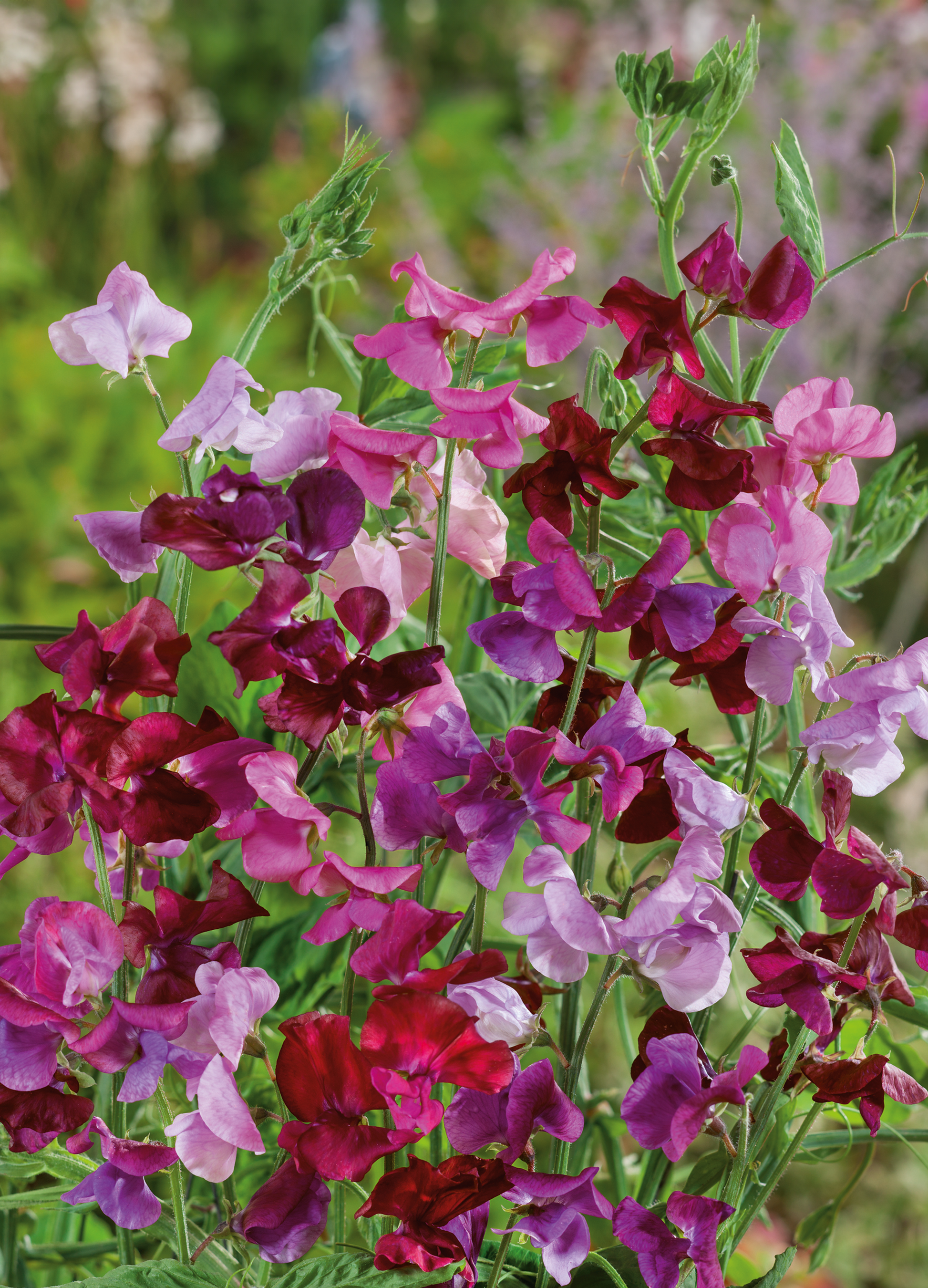 Sweet Pea 'Royal Family' Mixed Color Seeds - Heirloom, Fragrant Vine, Non-GMO, 50 Count