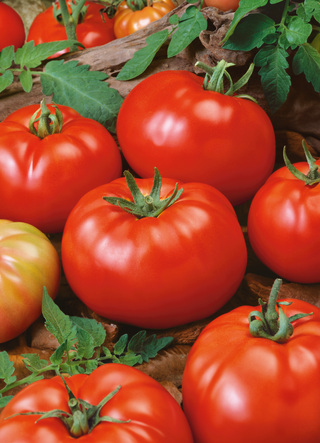 Tomate, Beefsteak Vigne