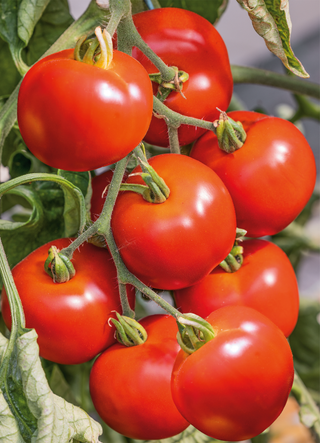 Tomate, Early Girl Hybrid Bush 