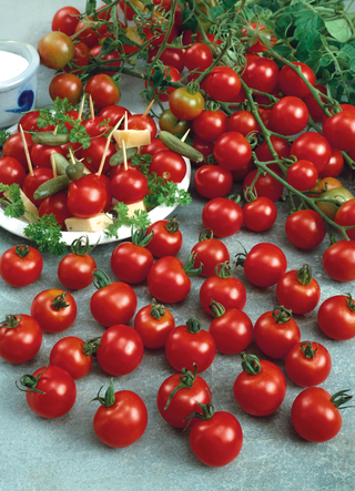 Tomate, vigne hybride Sweet Million