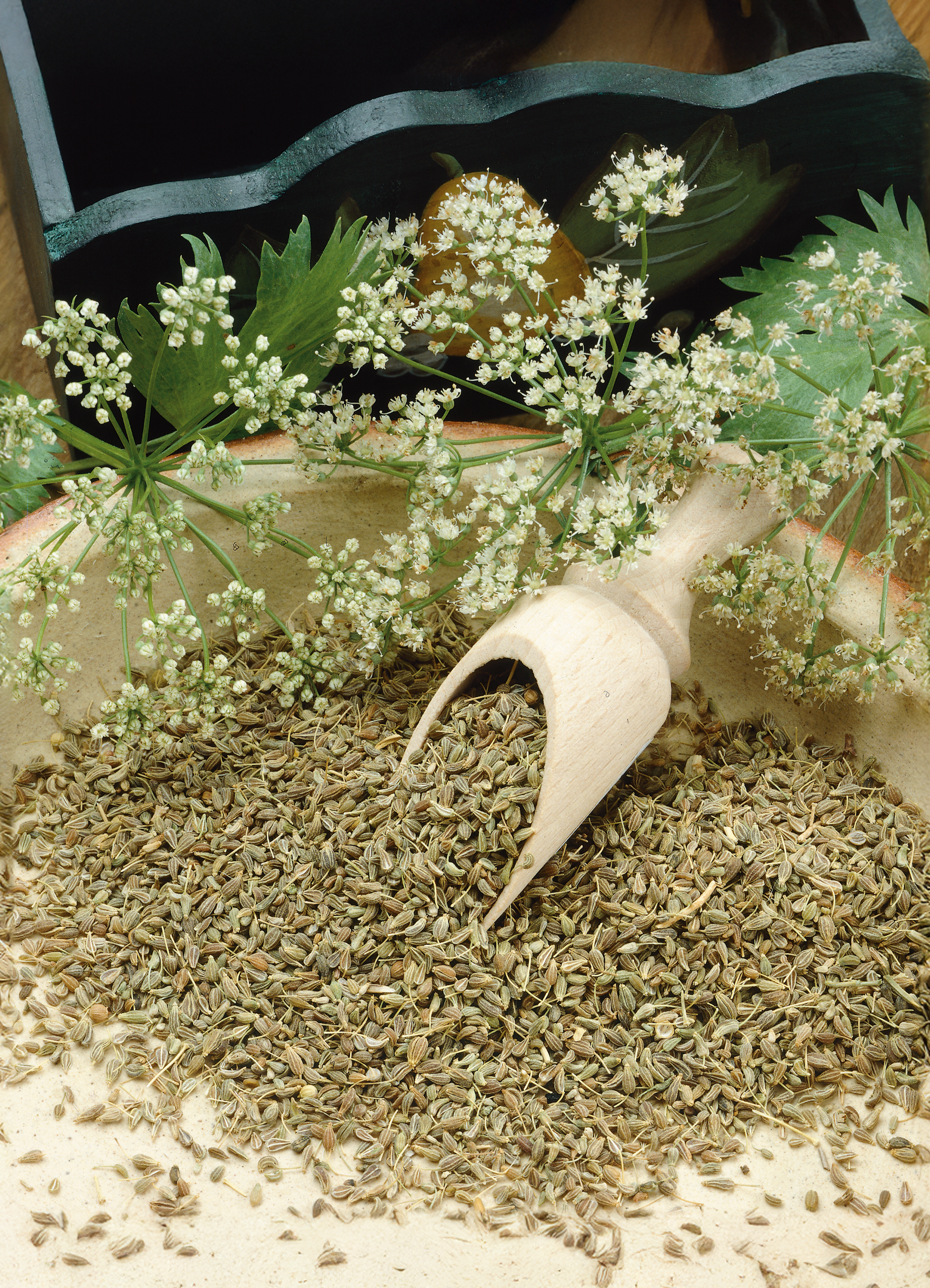 plant licorice seeds Anise