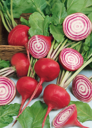 Beet | Chioggia Candy Cane