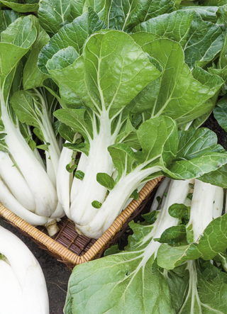 Bok Choy | Chinese Cabbage