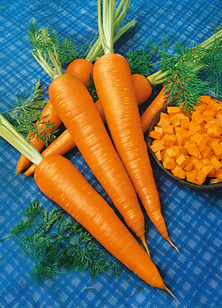 Carrot | Danver Half Long