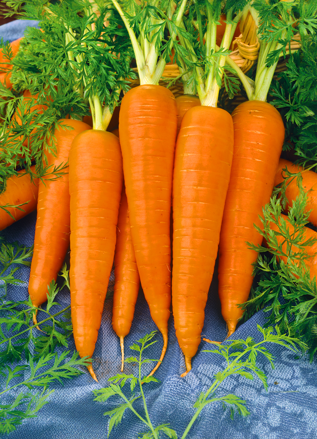 Carrot | Sweetness Pelleted Long
