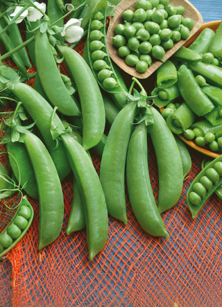 Snap Peas | Cascadia (Bush)