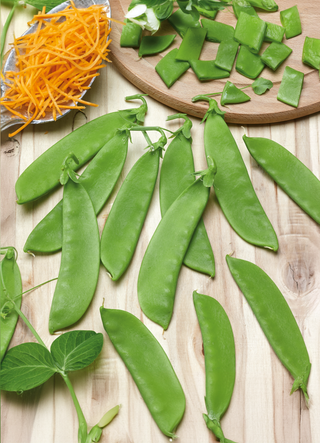 Snow Peas | Oregon (Bush)