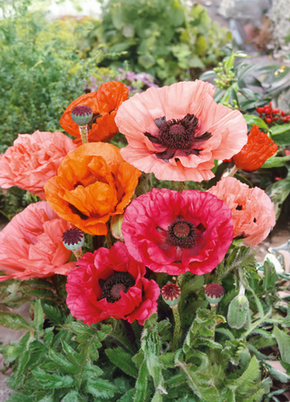 Coquelicot d'Orient, couleurs mélangées