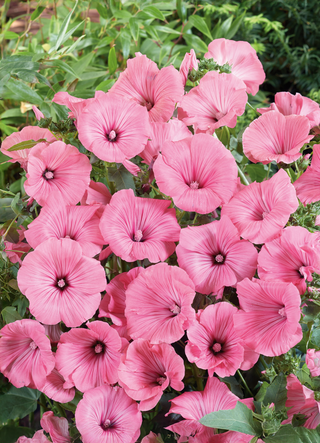 Rose Mallow | Lavatera Trimestris