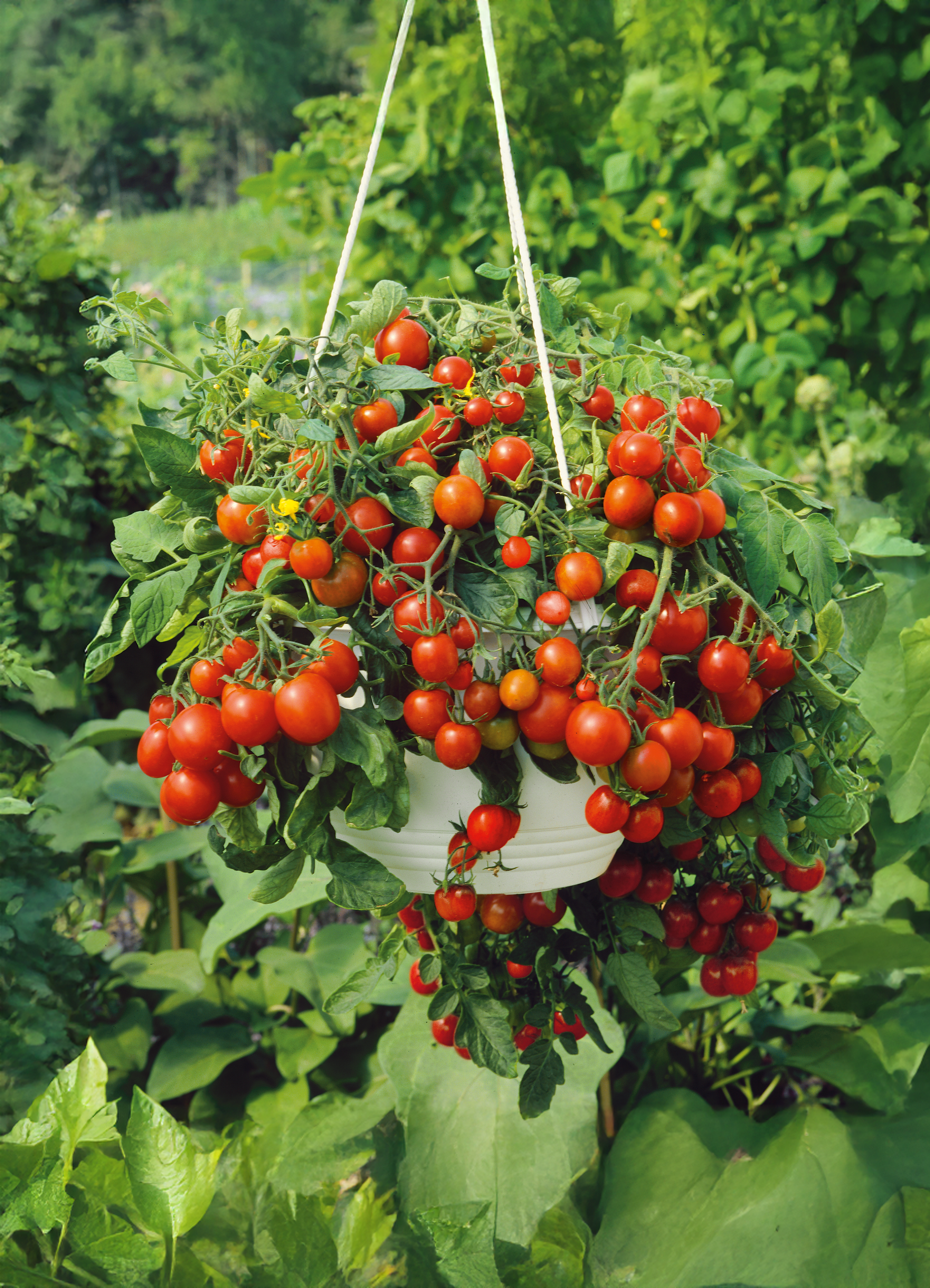 Tomato | Tumbling Tom (Bush) – The Seed Company by E.W. Gaze Tomato | Tumbling Tom (Bush) – The Seed Company by E.W. Gaze